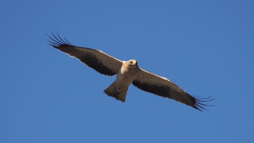 Aquila minore (Hieraaetus pennatus)